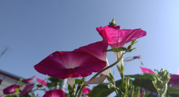 Картинка цветы вьюнки +ипомеи розовый