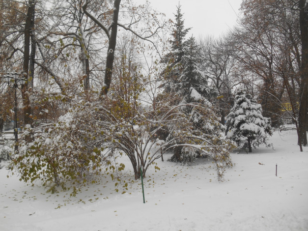 Обои картинки фото зимняя природа, природа, зима, лес, зимой, парк зимой, парк, природа зимой, зимний лес, деревья, снег, зимний парк