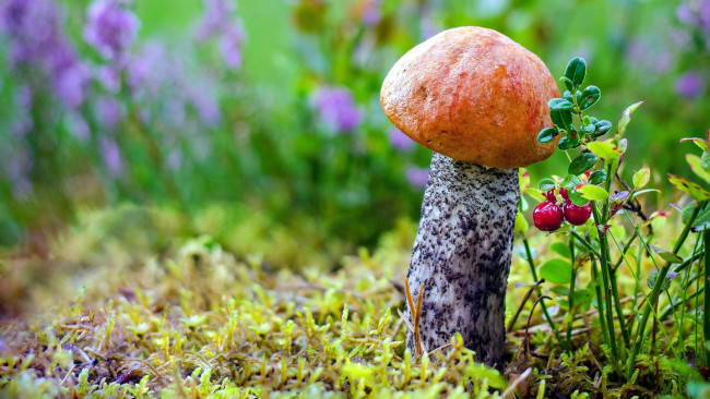 Обои картинки фото природа, грибы, брусника, подосиновик