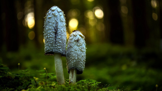 Обои картинки фото природа, грибы, пара, грибная, дуэт
