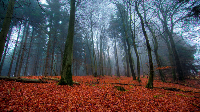 Обои картинки фото природа, лес, осень, листопад, деревья, листва, листья