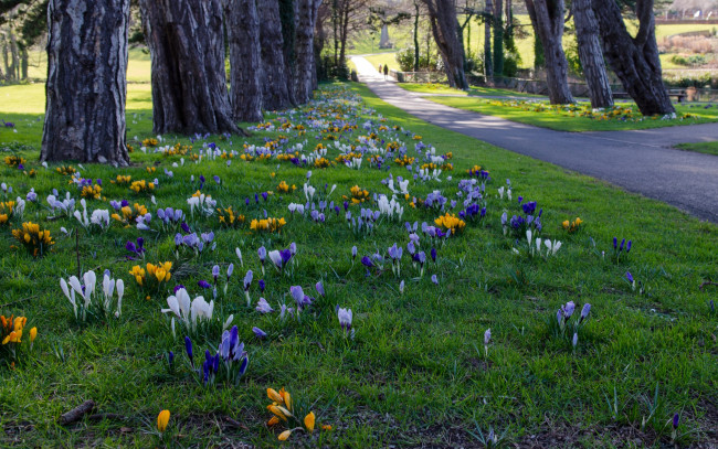 Обои картинки фото цветы, крокусы, дорожка, аллея, трава, cabinteely, park, ирландия, деревья, парк, dublin