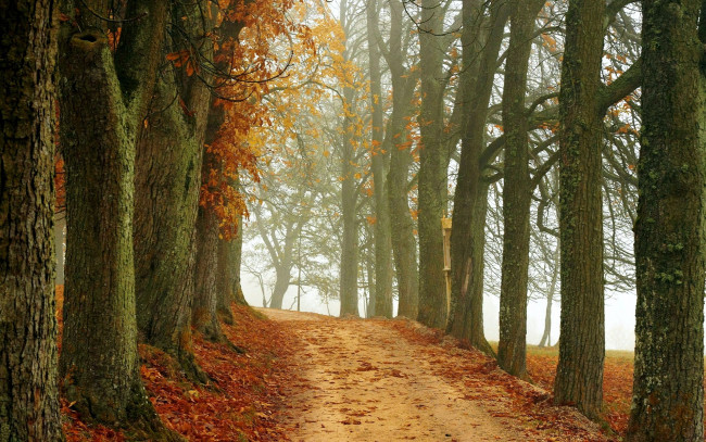 Обои картинки фото природа, дороги, деревья, дорога, осень, листопад
