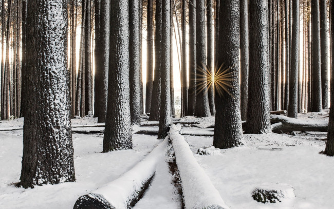 Обои картинки фото природа, лес, лучи, солнца, деревья, снег, зима