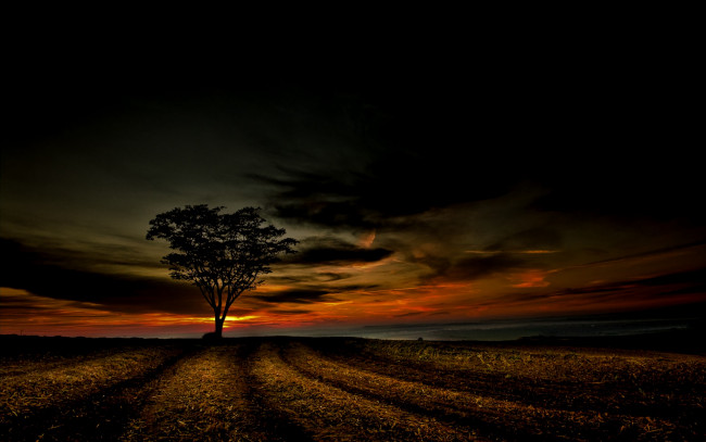 Обои картинки фото природа, восходы, закаты, поле, ночь, дерево