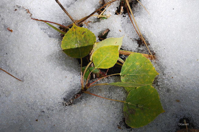 Обои картинки фото природа, листья, снег