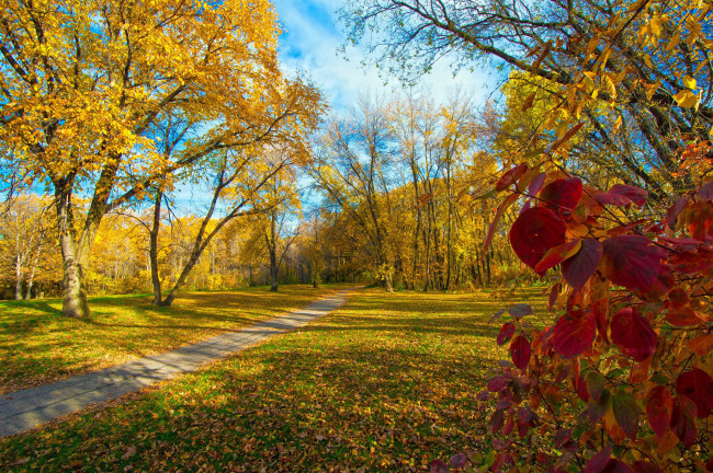 Обои картинки фото природа, парк, аллея, осень, листопад