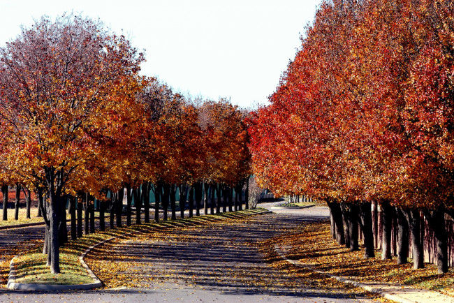 Обои картинки фото природа, дороги, осень, дорога, листопад