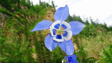 Картинка цветы аквилегия+ водосбор цветок голубой
