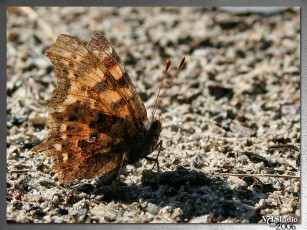 Картинка определённо вижу свою тень cannibaloidos club foto ru животные бабочки