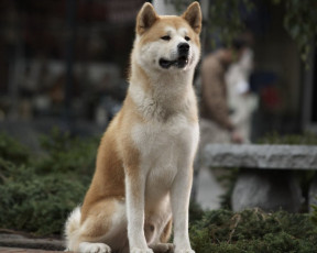 Картинка hachiko dogs story кино фильмы