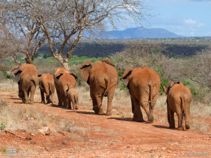 Картинка животные слоны кения стадо