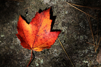 Картинка природа листья асфальт осень