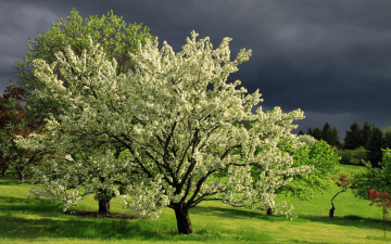Картинка природа деревья цветущее дерево
