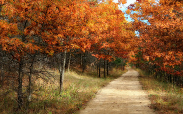 обоя природа, дороги, деревья, лес, осень