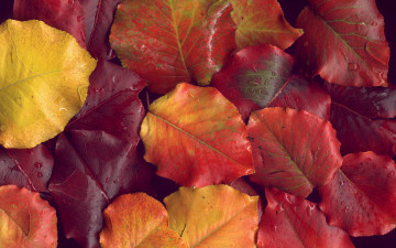обоя природа, листья, капли, осень, опавшие, красный, оранжевый, autumn