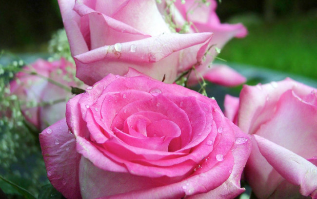 Обои картинки фото цветы, розы, бутоны, макро