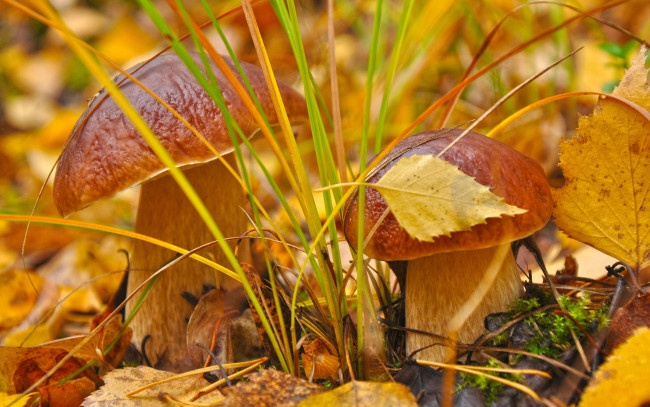 Обои картинки фото природа, грибы, листья, осень, трава, белые, боровики