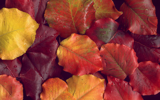 Обои картинки фото природа, листья, капли, осень, опавшие, красный, оранжевый, autumn
