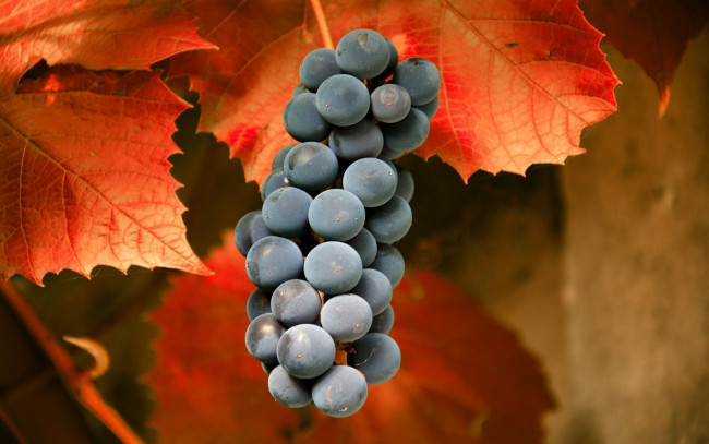 Обои картинки фото природа, Ягоды, виноград, гроздь