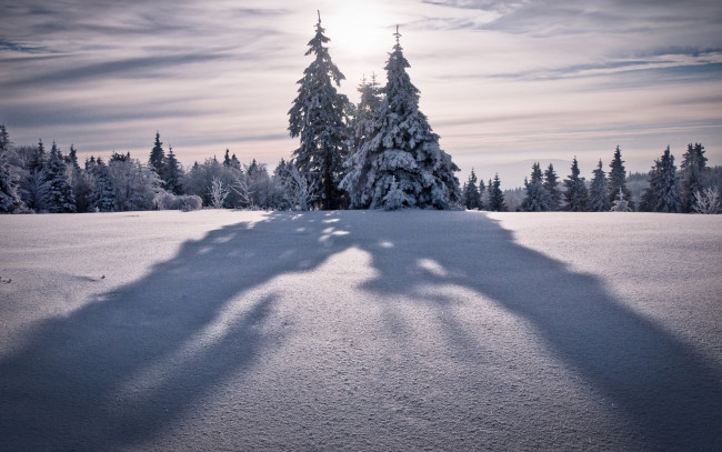 Обои картинки фото природа, зима, снег, деревья, ели