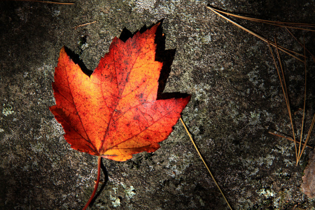 Обои картинки фото природа, листья, асфальт, осень