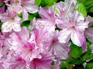 Картинка цветы рододендроны азалии розовый