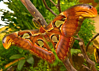 Картинка животные бабочки крылья макро
