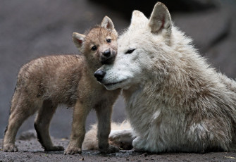 обоя животные, волки, мама, малыш, волчонок