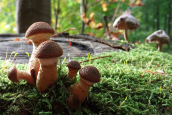 Картинка природа грибы опята мох лес трава