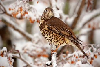 Картинка животные птицы ветки зима ягоды перья