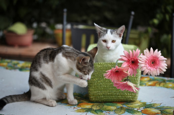 Картинка животные коты котята герберы цветы elena di guardo