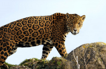 Картинка животные Ягуары хищник взгляд