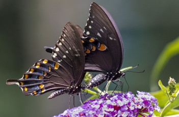 Картинка животные бабочки крылья пара