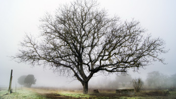 Картинка природа деревья осень туман дерево