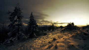 Картинка природа зима елки снег тучи