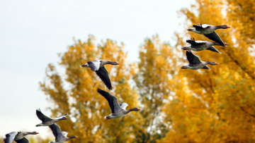 Картинка животные утки природа осень