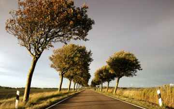 Картинка природа дороги деревья