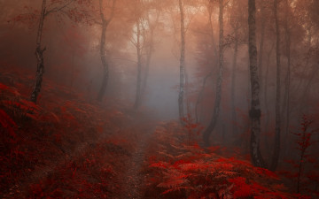 Картинка природа лес дорога туман рассвет осень