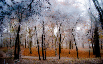 Картинка природа лес осень иней