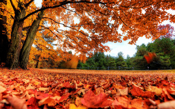 Картинка природа листья осень деревья