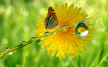 Картинка животные бабочки бабочка аоса стебель цветок