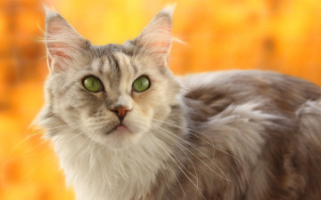 Картинка животные коты желтый фон морда кошка размытость