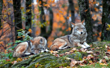 Картинка животные волки природа лес coyote