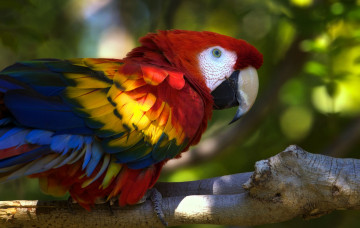 Картинка животные попугаи яркий ара разноцветный
