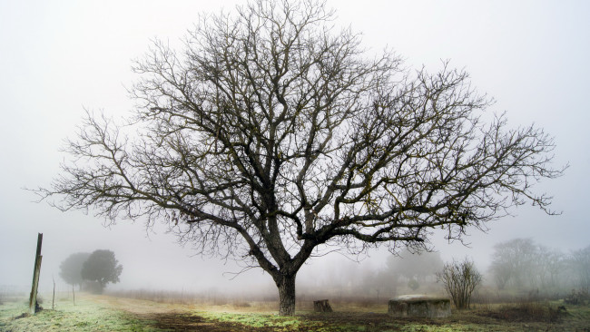 Обои картинки фото природа, деревья, осень, туман, дерево