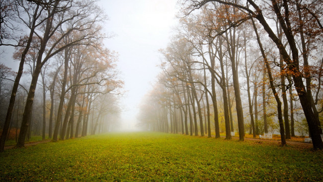 Обои картинки фото природа, парк, утро, туман