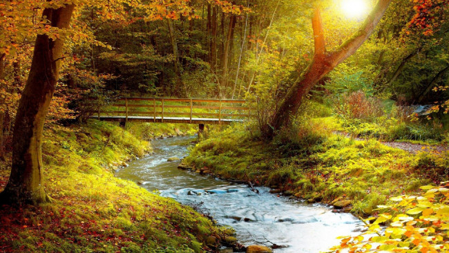 Обои картинки фото природа, реки, озера, осень, речка, лес, мостик