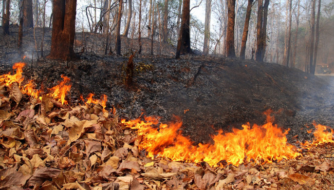 Обои картинки фото fire, природа, огонь, листва, низовой, лес, пожар