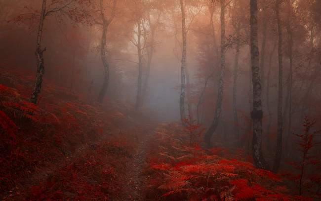 Обои картинки фото природа, лес, дорога, туман, рассвет, осень